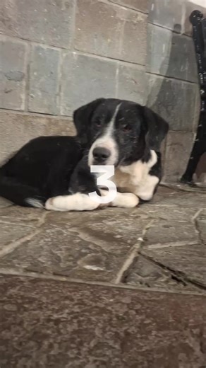 Soy alcalde, soy muy independiente y fuerte. Aun así un higar nonme caería mal. Primer Censado 🥳 #censopeludo #paratiiiiiiiiiiiiiiiiiiiiiiiiiiiiiii #perrostiktokers #dogsoftiktok #adoptme