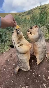 1.6M views · 61K reactions | El toca gopher 藍藍藍藍藍 | Radel Ortiz | Facebook