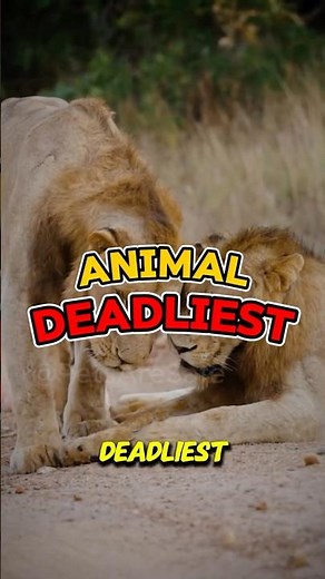 What is the most DEADLY animal? #animals #facts