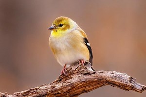 11 Goldfinch Spiritual Meanings and Symbolism