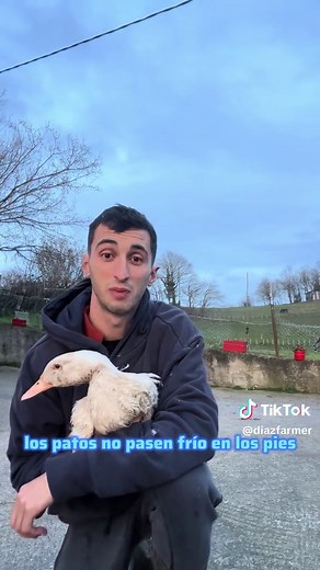 Curiosidades sobre los patos: Datos sorprendentes