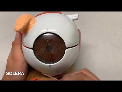 Human Anatomy, Eye Model