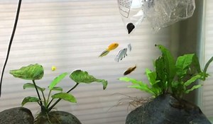 Will Cichlids Fish Eat Snails? {Only These Ones}