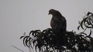 24K views · 341 reactions | Most Amazing Attacks Of Leopard, Cheetah vs Bird, Eagle, Falcon - Animal Planet Discovery 2018 | Animal Planet Channel | Facebook