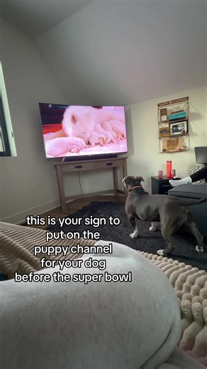 Prepare Your Dog for the Super Bowl Experience