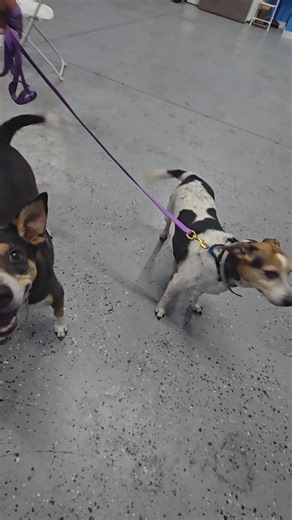 4.4K views · 157 reactions | THESE SWEET 10 YEAR OLD BEAGLE MIXES...