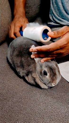 Mini Rex rabbit shedding fur #pet #bunny #cute
