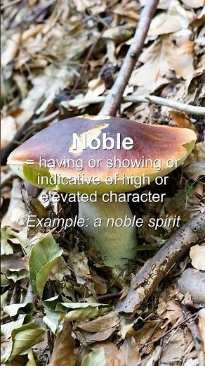 Word of the Day: Noble #Shorts