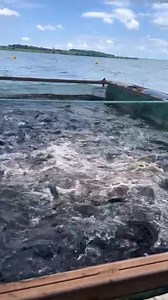 35K views · 583 reactions | Fish farming, farmers do this to control fish species | Shadrack Agyekum | Facebook