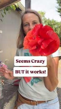 The Trick to Keeping Poppies Fresh Burn the Stems! #garden #flowers #flowergarden