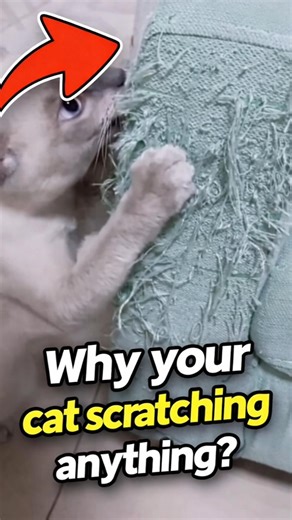 Ever wonder why your cat love to scratch anything? 🤔😺 #shorts #factsyoudontknow