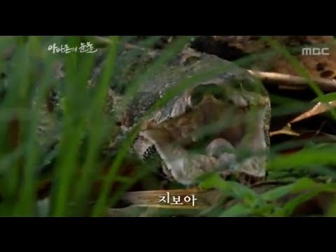 Tears of the Amazon, EP01, #03, 아마존의 눈물, 1회 20091218