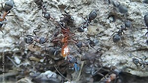 Formica ants trying to kill an Amazon ant
