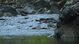 Location→【天神峡】 📍岡山県井原市芳井町 秋は紅葉で有名です🍁 良ければ他の動画も見ていってください😊 いいね・フォローとても励みになります🫶🏻 Please watch other videos if you like. Likes and follows are very encouraging. 📷Shot on 【SONY FX30】 #japan #japantravel #日本の風景 #旅行 #天神峡