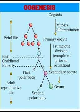 Oogenesis| Human Reproduction| Female Reproductive System| Class 12 Biology| NEET| NCERT| CUET