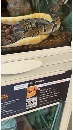 Royal Pythons are not cheap at PetSmart!