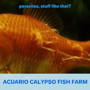 76K views · 1.9K reactions | The Most Beautiful Discus I've Ever Seen! | CoralFish12g | Facebook