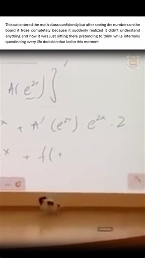 This Cat Accidentally Attended Math Class 💀