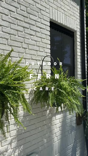 Outdoor fern care! 🌿 #tiktokpartner #learnontiktok