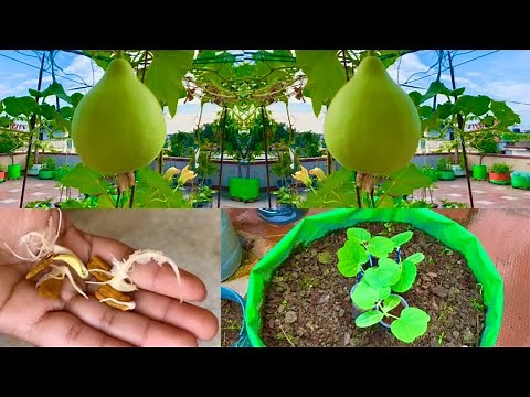 Fastest Method Of Bottle Gourd Seed Germination And Growing Healthy Bottle Gourd Seedling At Home
