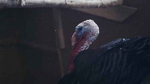 Virtual Money: The Cryptofarm