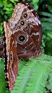 24K views · 495 reactions | The Owl Butterfly is a large and striking butterfly known for the prominent eye-like patterns on its wings, which resemble the eyes of an owl. #owlbutterfly #wildlife #Giants #naturelovers #viralpage #trendingreel #butterfly #viralreels #knowanytime | Know Anytime | Facebook