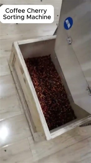 Coffee Cherry Color Sorting Machine | Removing Unripe Green Cherries, Sticks and Stones #colorsorter