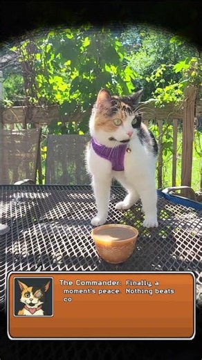 Calico's Coffee on the Deck