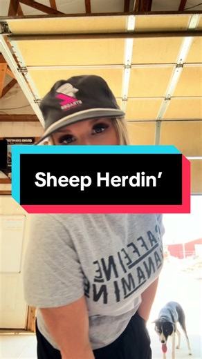 Exploring Sheep Herding on the Farm