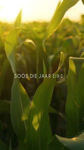 Soos ons 2025 groet, vier ons die boere wat elke seisoen moontlik maak. Dankie dat jy deel van ons reis is. ​ Ons sien uit na 2026 – ’n jaar van groei, innovasie en sukses, saam.​ #PioneerSeedZA #PlantPioneer #Agriculture #SMARTAgriculture | Pioneer Seed South Africa