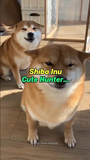 Shiba Inu: Cute Hunter