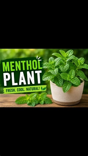 How to Repot Plants: Easy Guide for Beginners