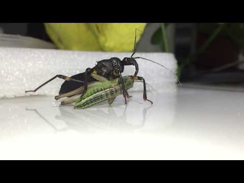 Assassin bug quick attack