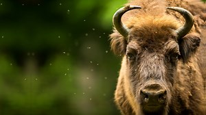 76 reactions · 12 shares | European Bison 怜 Largest Land Animal in...