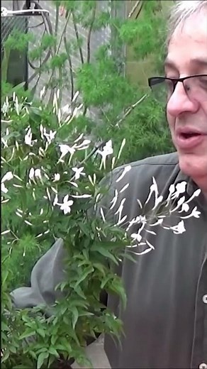 Jardinage: Jasmin blanc d'hiver: (Jasminum polyanthum) Entretien et arrosage plante d'intérieur