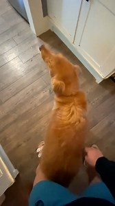 280K views · 10K reactions | The dancing stomps!  | Furry Tails | Facebook