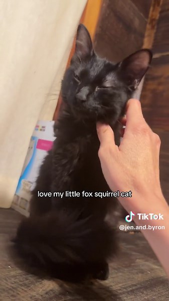 her tail has all the poof #aggie | fox squirrel cat