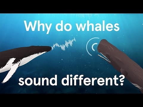 Why do whales sound different?
