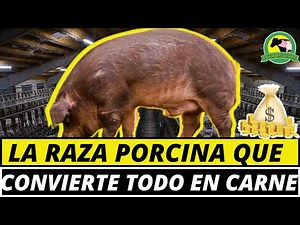 RAZA DE CERDOS DUROC JERSEY (Principales Características)