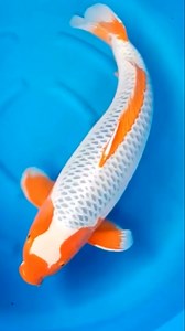 Is this the Best Koi Fish Ever? 😲 #fish #koi #japanesekoi | Yvo - The Koi Partner