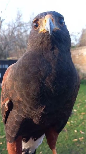 CLOSE UP ON HARRIS HAWK!