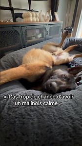 Hades is the king of the Underworld in Greek mythology 😈 #hades #malinois #calm #excitement