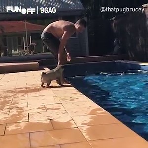Wait for me, daddy! Thanks That Pug Brucey for the #9GAGFunOff video! | 9GAG Cute