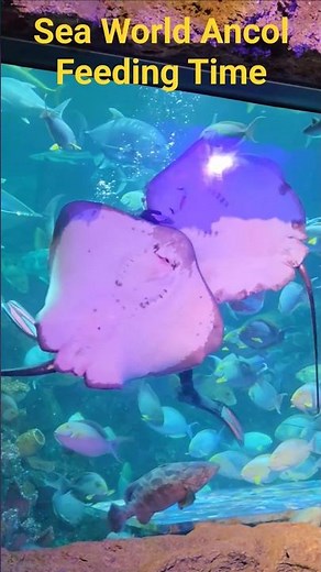 Sea World Ancol Fish Feeding at Ancol Jakarta #dunialaut #ancol #walkingaround