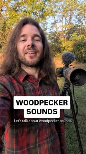 Navarre Marshall on Instagram: "Learn about Woodpecker sounds 🪵🔊 In this video you can see every US woodpecker species I've filmed and hear their various sounds, including their drum calls 🥁 Which woodpecker was your favorite? #birdsounds #birdcalls #woodpecker #merlinbirdid #cornellbirds #natgeobirds #natgeoanimals #americanbirdingassociation #birdlanguage #birdfacts #animalfacts #canonusa #shotoncanon"