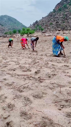 The Mafa people have preserved one of the most unique and sustainable farming systems in Africa. Their terraced fields on the Mandara Mountains are carefully shaped to protect the soil and conserve water. Every seed planted carries centuries of wisdom — from millet and sorghum to groundnuts and beans — crops that sustain both families and traditions. Farming here is not just about food, it is about heritage, resilience, and the bond between people and the land. | Mafavoice Africa