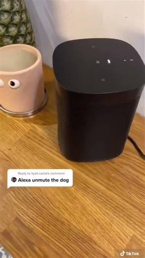 Alexa Made My Dramatic Mini Husky Sing… Did Yours Go Off?