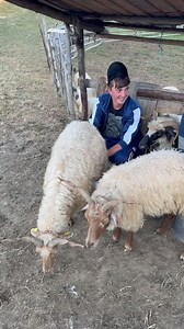 101K views · 2.8K reactions | Ai mai văzut rasa aceasta de oi? #prieteni #animale #romania | Haidainlume | Facebook