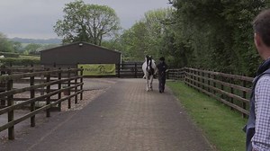 Spotting lameness can be difficult, especially when the lameness is mild. Watch Petplan Equine's video for great advice on spotting lame strides with equine vet Simon Joyner. For more lameness advice visit www.petplanequine.co.uk/lameness | Petplan Equine