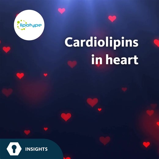 Cardiolipins in heart --- Cardiolipin (CL) is a vital phospholipid in maintaining the structure and function of heart mitochondria. The production of CL involves both its creation and modification through the enzyme cardiolipin synthase (CLS). In a mouse model, where hearts experienced damage induced by catecholamines, researchers observed a decline in both CLS and cardiac CL species. This mirrored the complexities of love—sometimes tested by challenges. The consequences included heightened oxyg